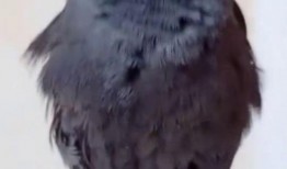 八哥最新视频爆料,娱乐圈幕后真相大曝光！